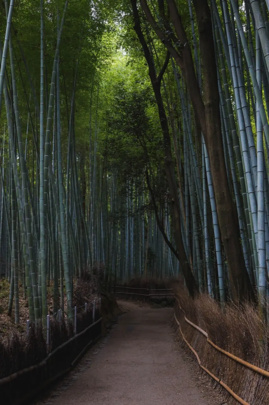 Sendero entre el bosque de bambú de Arashiyama