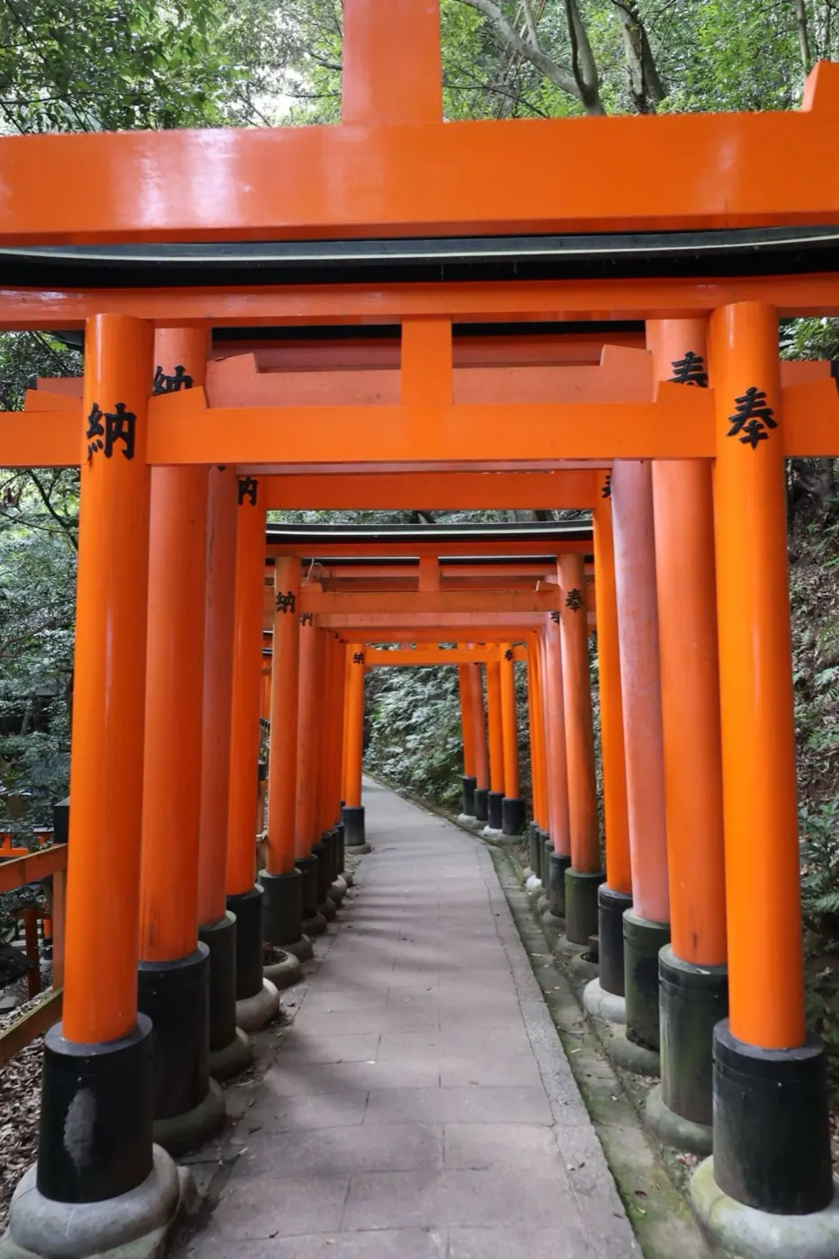 Túnel de torii rojos en Fushimi Inari